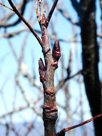 {Sorbus americana}
